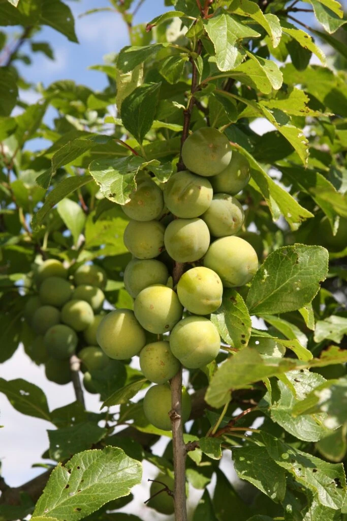 Old Greengage 3 Old Greengage