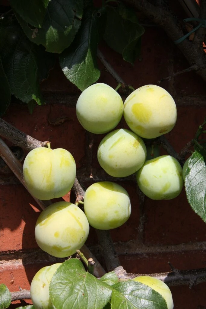 Oullins Golden 3 Oullins Golden