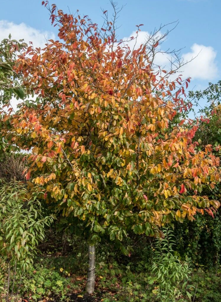 Parrotia Persica ‘Vanessa’ 3 Parrotia Persica ‘Vanessa’