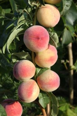 Stone Fruit Collection -Tree Furnish Store peregrine 3 683x1024 1