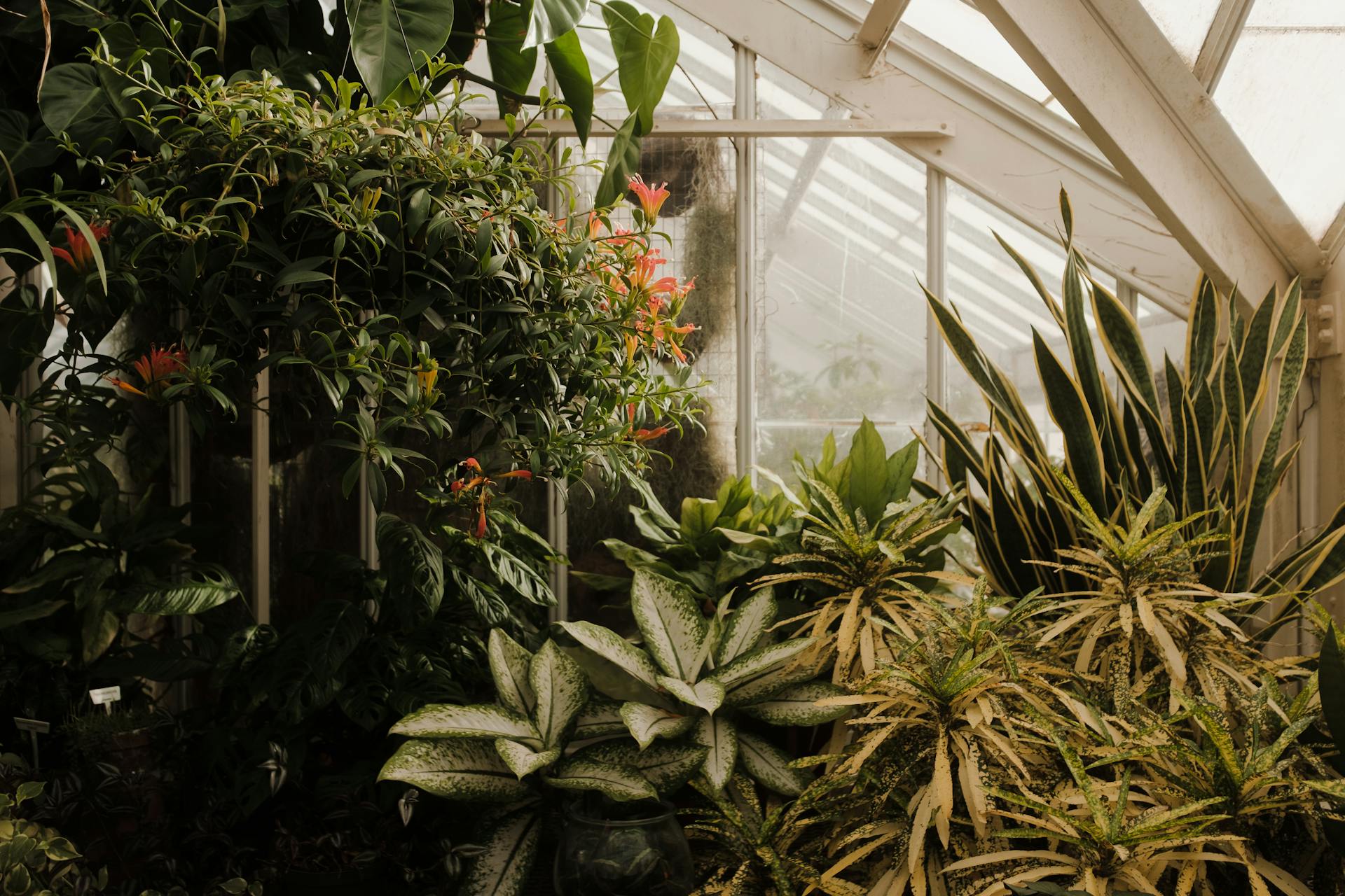 Tree Furnish Store -Tree Furnish Store pexels julian bracero 233480546 12491947