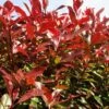 Photinia X Fraseri ‘Red Robin’ -Tree Furnish Store photinia x fraseri red robin 2