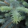 Picea Pungens ‘Erich Frahm’ -Tree Furnish Store picea pungens erich frahm 2 1024x684 1
