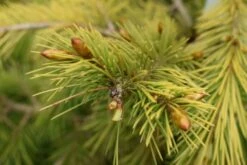 Picea Smithiana ‘Aurea’