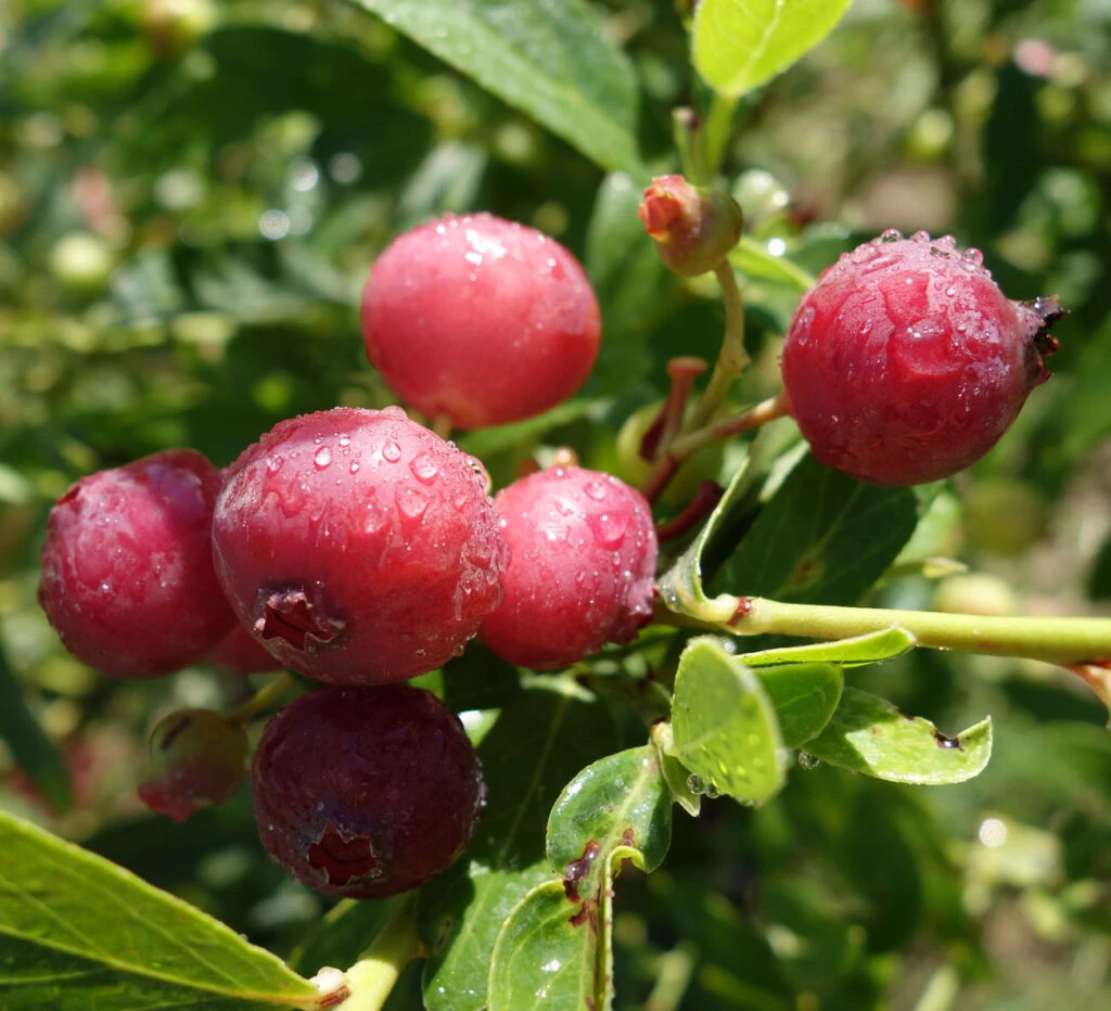 Pink Lemonade 3 Pink Lemonade