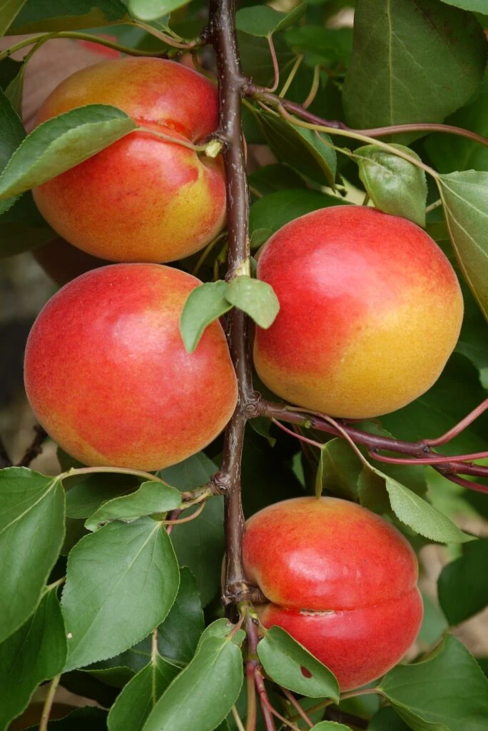 Pink Marry® 3 Pink Marry®