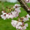 Prunus ‘Accolade’ -Tree Furnish Store prunus accolade 3 855x1024 1