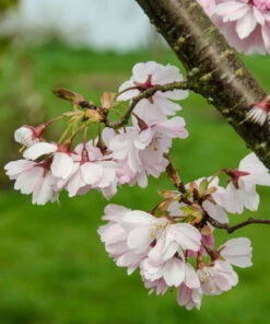 Prunus ‘Accolade’