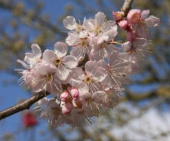 Prunus Avium