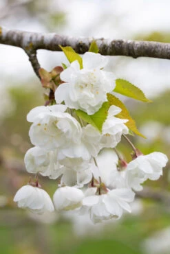Prunus Avium ‘Plena’