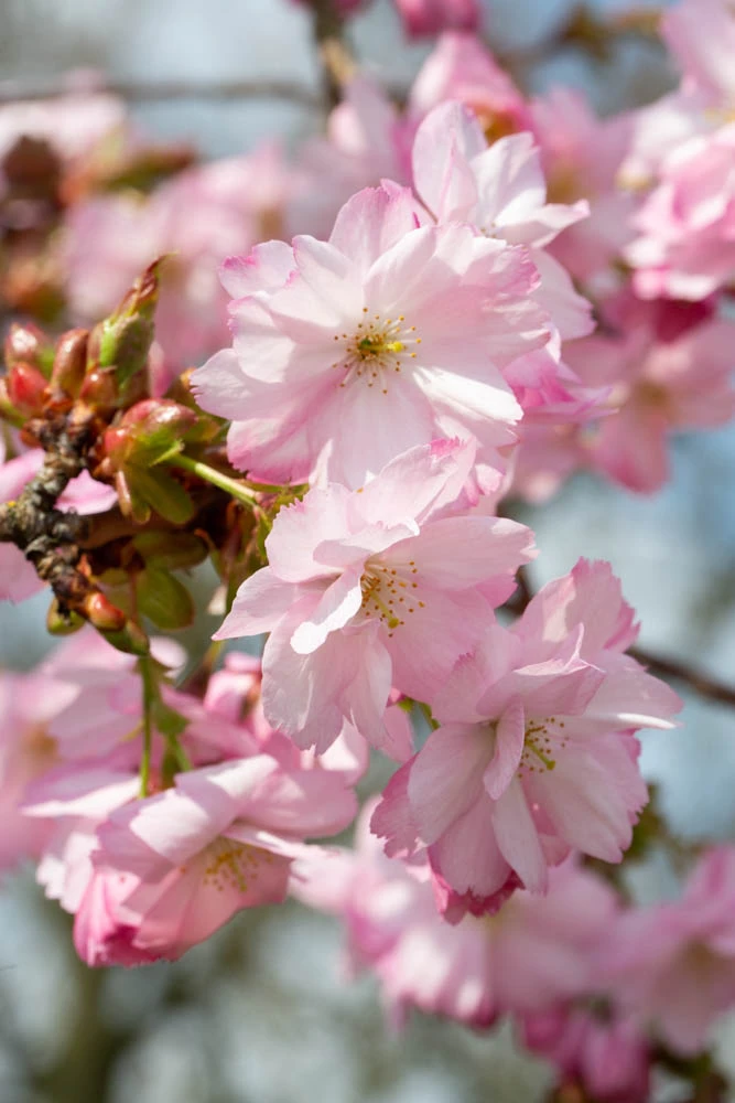 Prunus Blossom Collection 4 Prunus Blossom Collection - Image 2