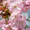 Prunus ‘Beni-yutaka’