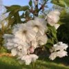 Prunus ‘Blushing Bride’ 1 Prunus ‘Blushing Bride’ -Tree Furnish Store prunus blushing bride 768x1024 1