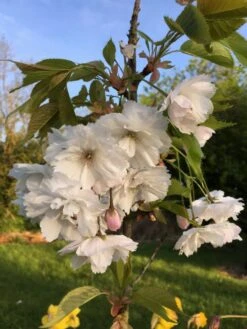 Prunus ‘Blushing Bride’