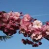 Prunus ‘Candy Floss’ -Tree Furnish Store prunus candy floss 3 1024x683 1