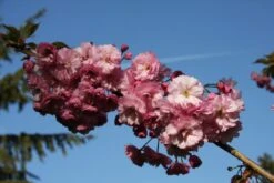 Prunus ‘Candy Floss’