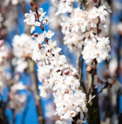 Prunus Cerasifera ‘Crimson Pointe’®