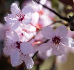 Prunus Cerasifera ‘Nigra’