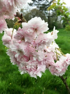 Prunus ‘Daikoku’