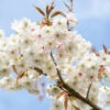 Prunus ‘Fragrant Cloud’ -Tree Furnish Store prunus fragrant cloud 2 1024x683 1