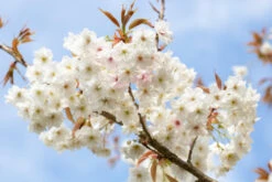 Prunus ‘Fragrant Cloud’