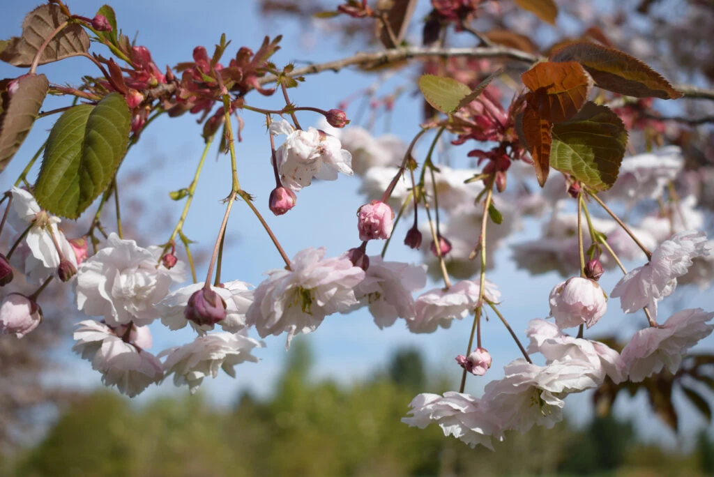 Prunus ‘Fugenzo’ 3 Prunus ‘Fugenzo’