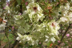 Prunus ‘Gyoiko’