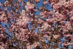 Prunus Incisa ‘Oshidori’ Princesse