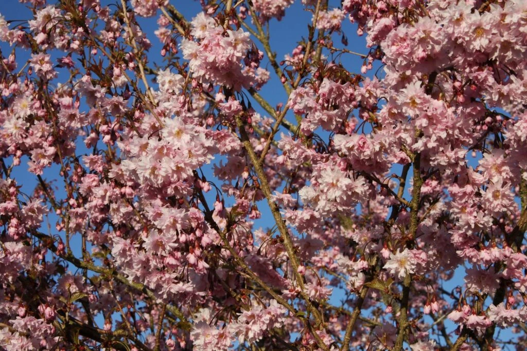 Prunus Incisa ‘Oshidori’ Princesse 3 Prunus Incisa ‘Oshidori’ Princesse