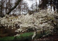 Prunus Incisa ‘Praecox’