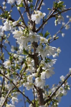 Prunus Incisa ‘Yamadei’