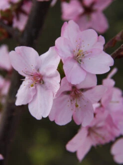 Prunus ‘Jacqueline’
