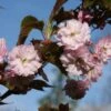 Prunus ‘Kofugen’ -Tree Furnish Store prunus kofugen 2 1024x683 1