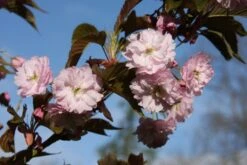 Prunus ‘Kofugen’