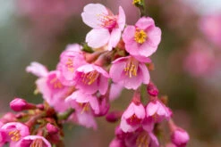 Prunus ‘Kursar’