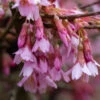 Prunus ‘Okame’ 2 Prunus ‘Okame’ -Tree Furnish Store prunus okame 4 1024x683 1