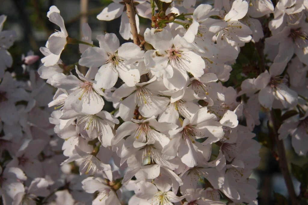 Prunus ‘Pandora’ 3 Prunus ‘Pandora’