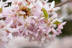 Prunus Pendula ‘Stellata’