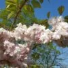 Prunus ‘Pink Parasol’ 2 Prunus ‘Pink Parasol’ -Tree Furnish Store prunus pink parasol 2 1024x576 1