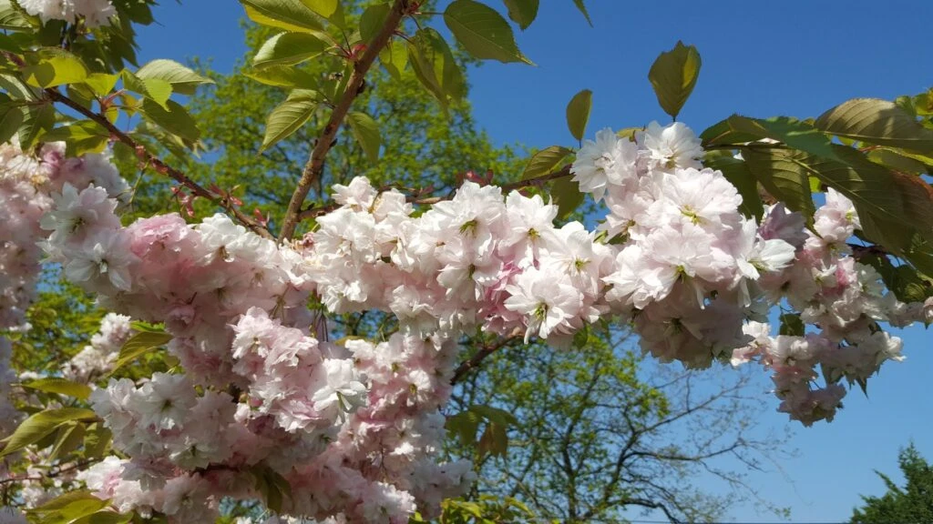 Prunus ‘Pink Parasol’ 3 Prunus ‘Pink Parasol’