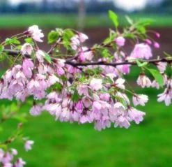 Prunus ‘Pink Shell’