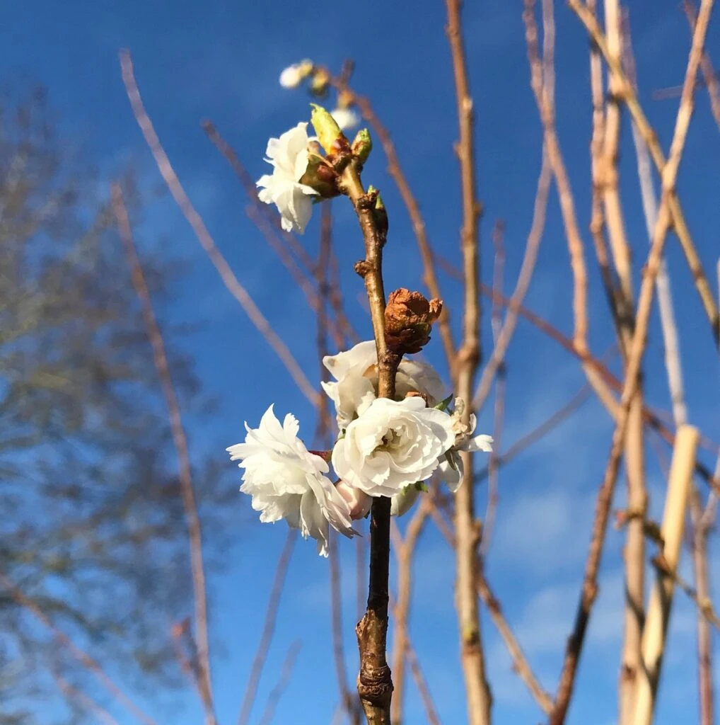 Prunus ‘Powder Puff’ 3 Prunus ‘Powder Puff’
