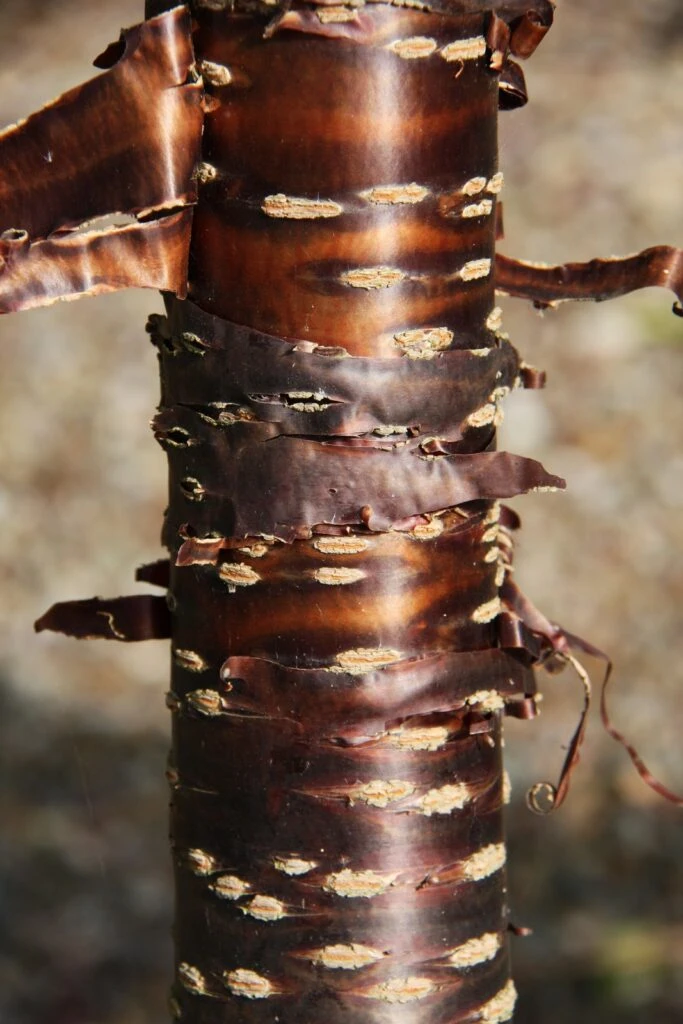 Prunus Rufa 3 Prunus Rufa