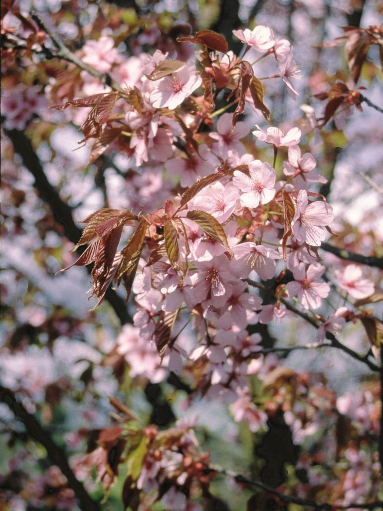 Prunus Sargentii 3 Prunus Sargentii