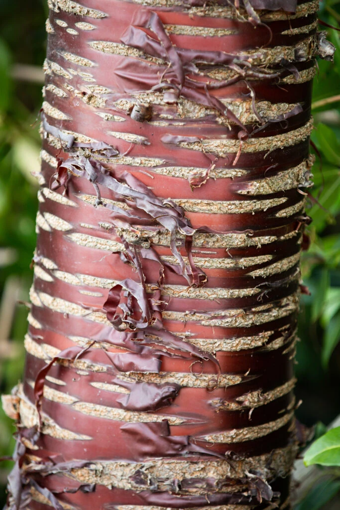 Prunus Serrula 3 Prunus Serrula