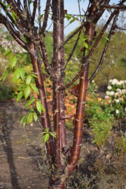Prunus Serrula ‘Branklyn’