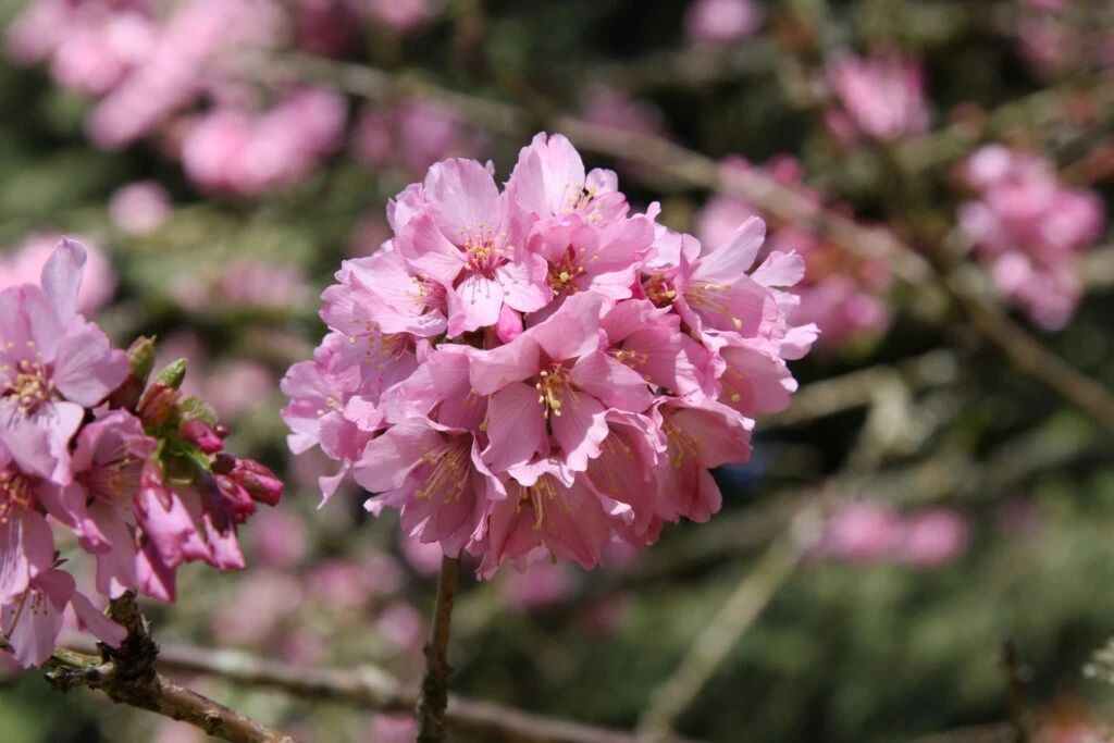 Prunus ‘Shosar’ 3 Prunus ‘Shosar’