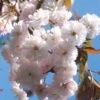 Prunus ‘Spring Snow’ -Tree Furnish Store prunus spring snow 2 909x1024 1