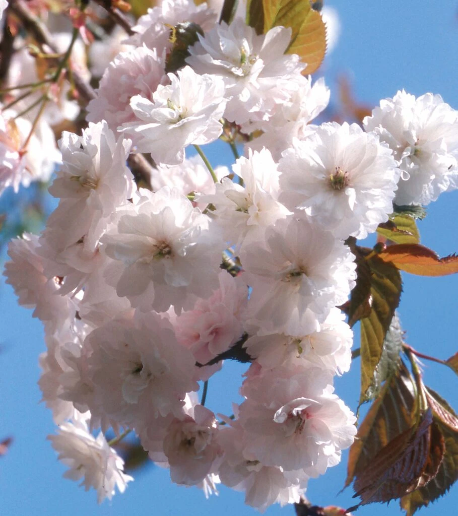 Prunus ‘Spring Snow’ 3 Prunus ‘Spring Snow’