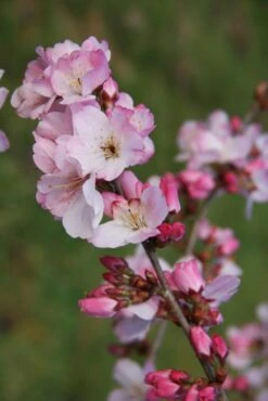 Prunus ‘Tiltstone Hellfire’